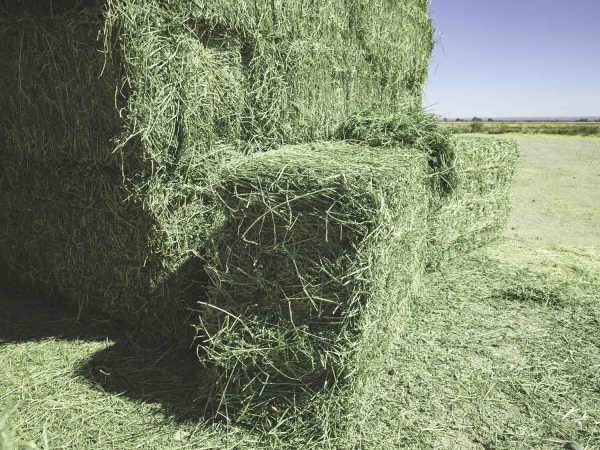 Premium Alfalfa Hay - Image 2