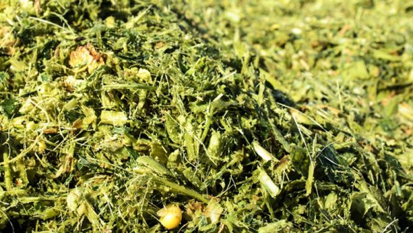 Corn Silage Forage