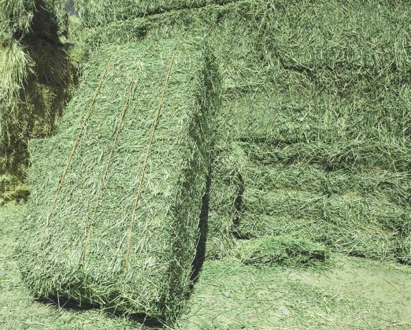 Premium Alfalfa Hay - Image 3