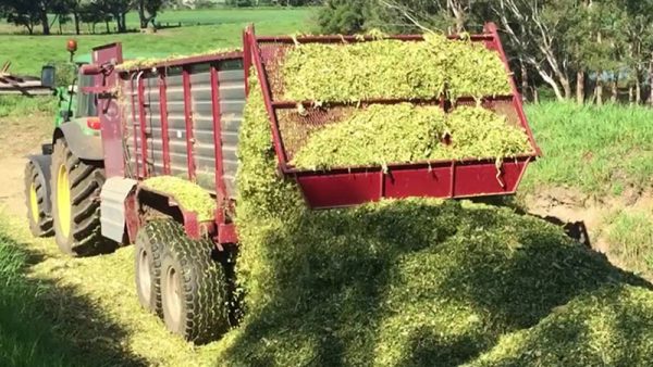 Corn Silage Forage - Image 3