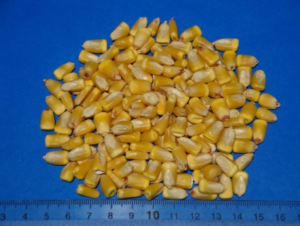 Yellow Corn Animal Feed  (Maize)​​ - Image 3