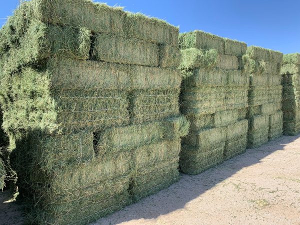 Premium Alfalfa Hay - Image 4