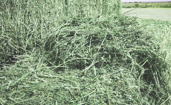 Premium Alfalfa Hay - Image 5