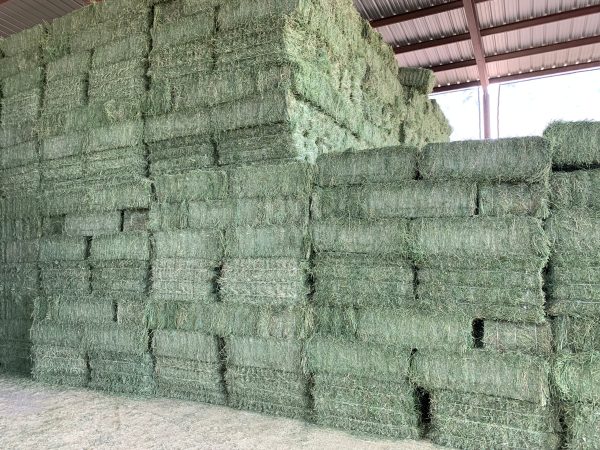 Premium Alfalfa Hay - Image 6