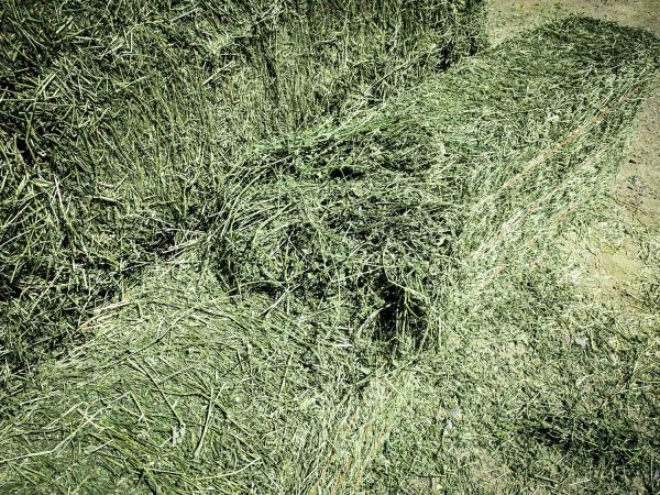 Premium Alfalfa Hay - Image 7