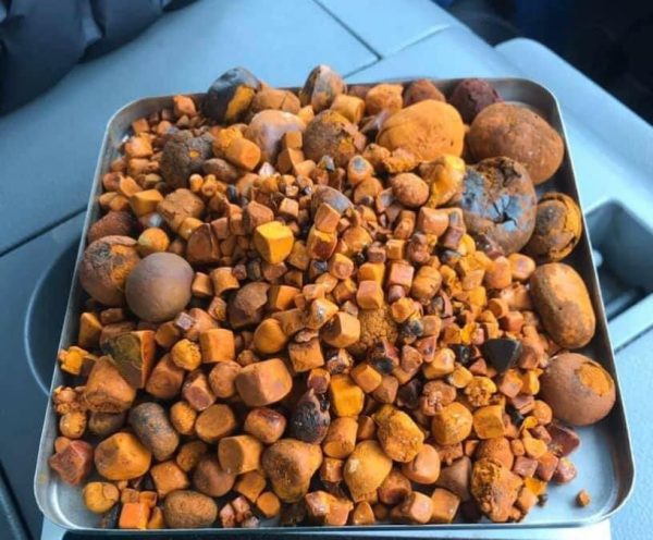 Ox Cow Gallstone - Image 8