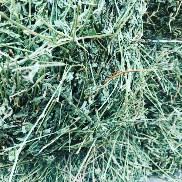 Premium Alfalfa Hay - Image 8