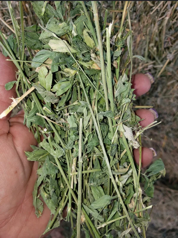 Premium Alfalfa Hay - Image 9