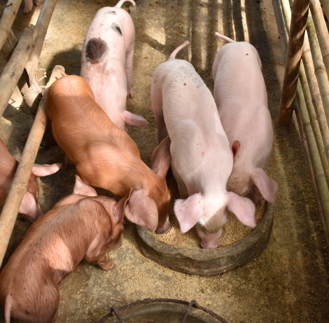 small pigs eating.