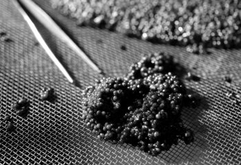 Feeds for fish farms - Image 2